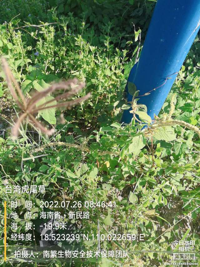 台湾虎尾草