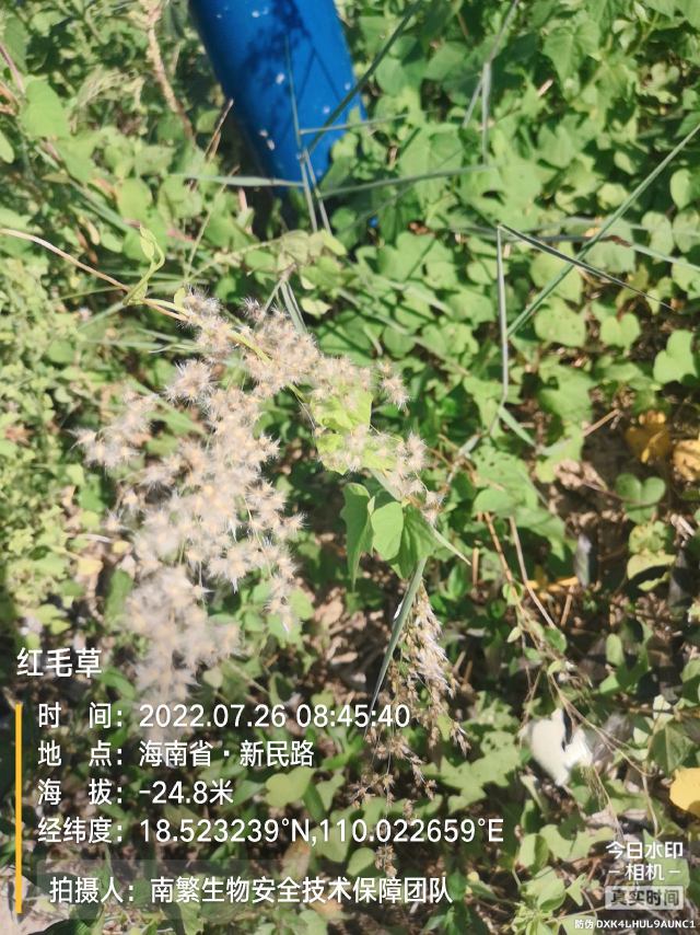 红毛草