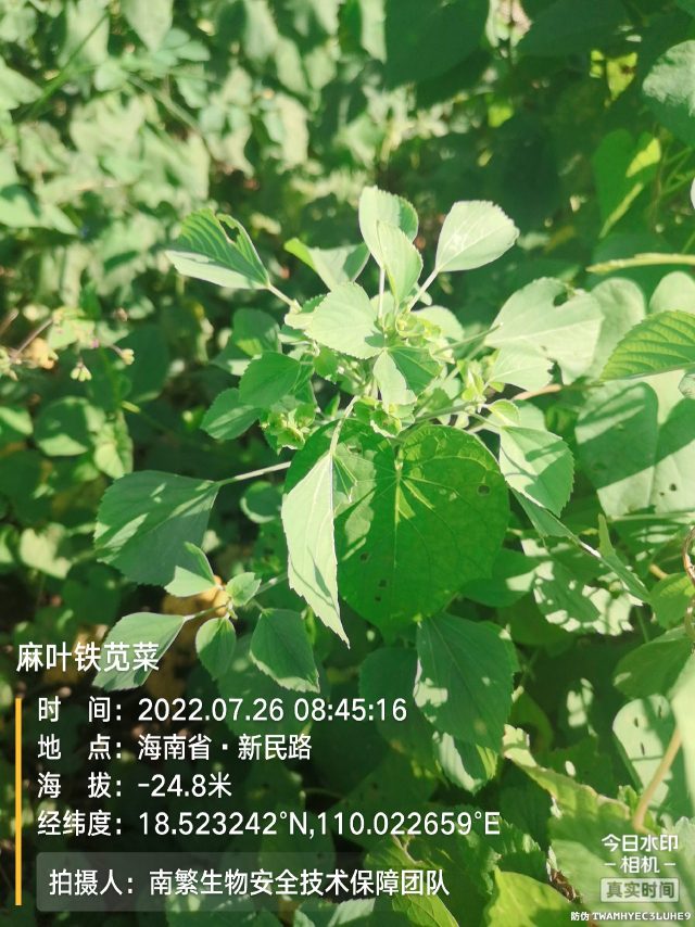 麻叶铁苋菜