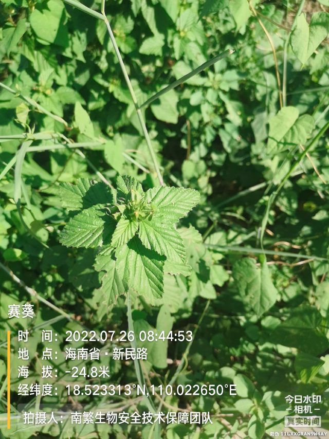 赛葵