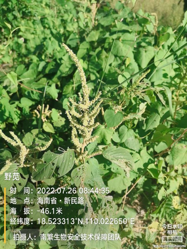 野苋