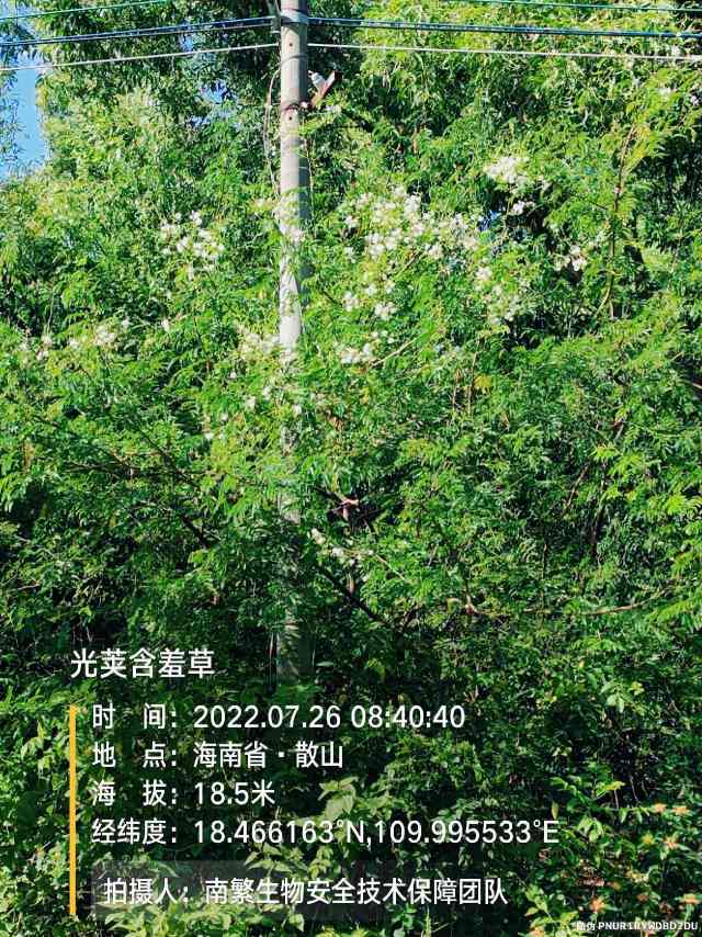 光荚含羞草