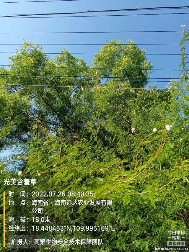 光荚含羞草