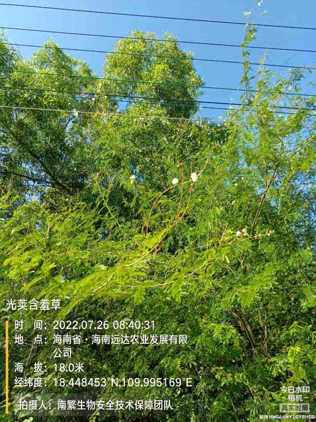 光荚含羞草