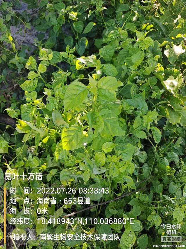 宽叶十万错