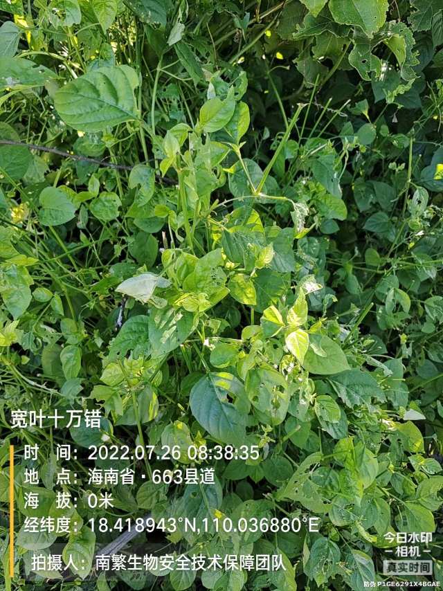 宽叶十万错