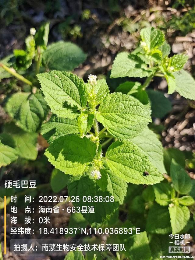 硬毛巴豆
