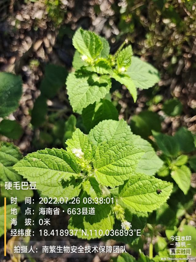 硬毛巴豆