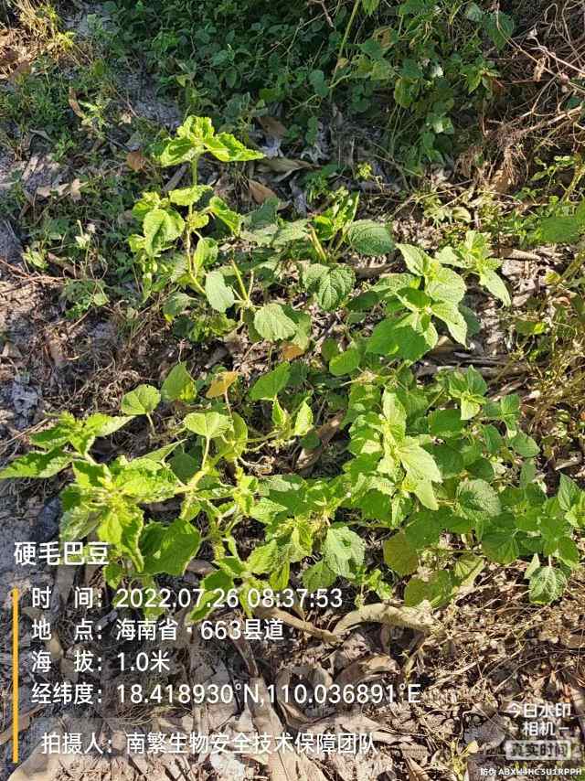 硬毛巴豆