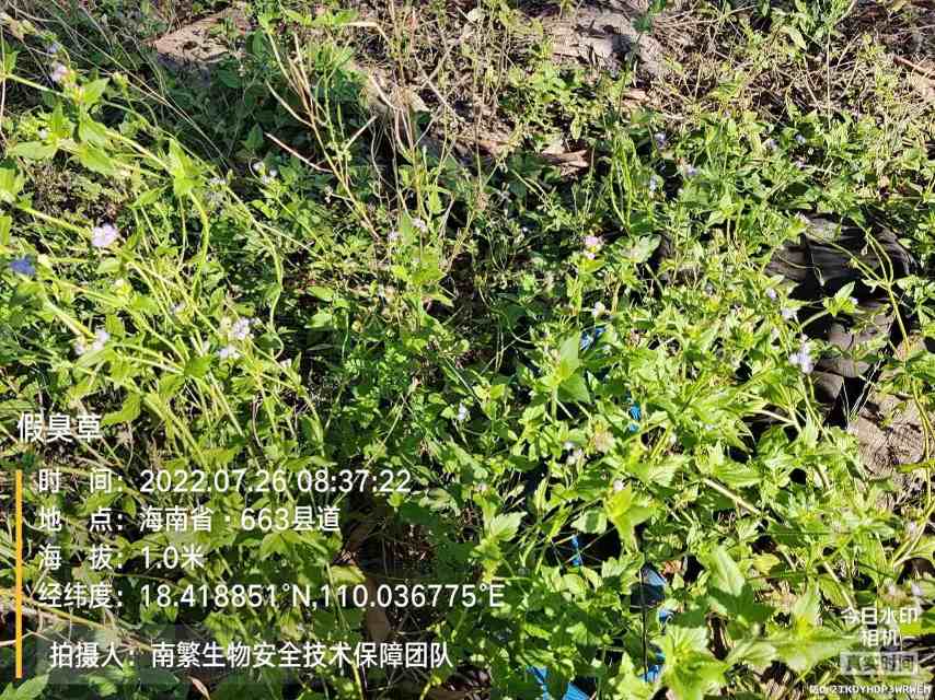 假臭草