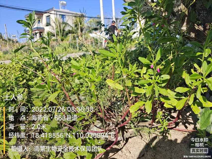土人参