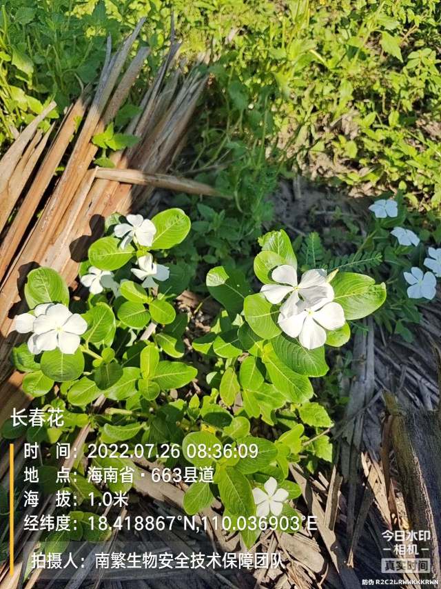 长春花