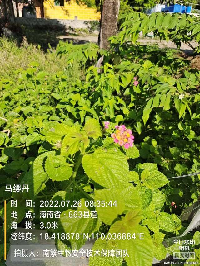 马缨丹