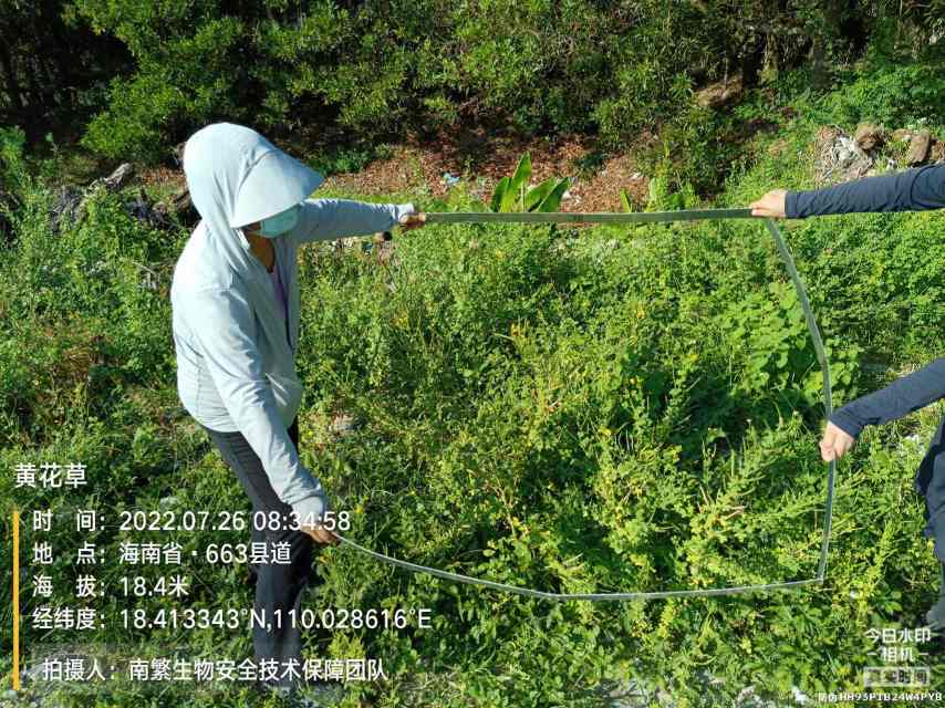 黄花草