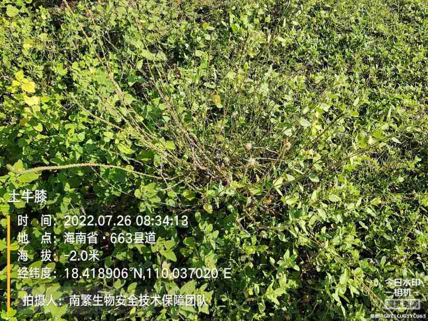 土牛膝