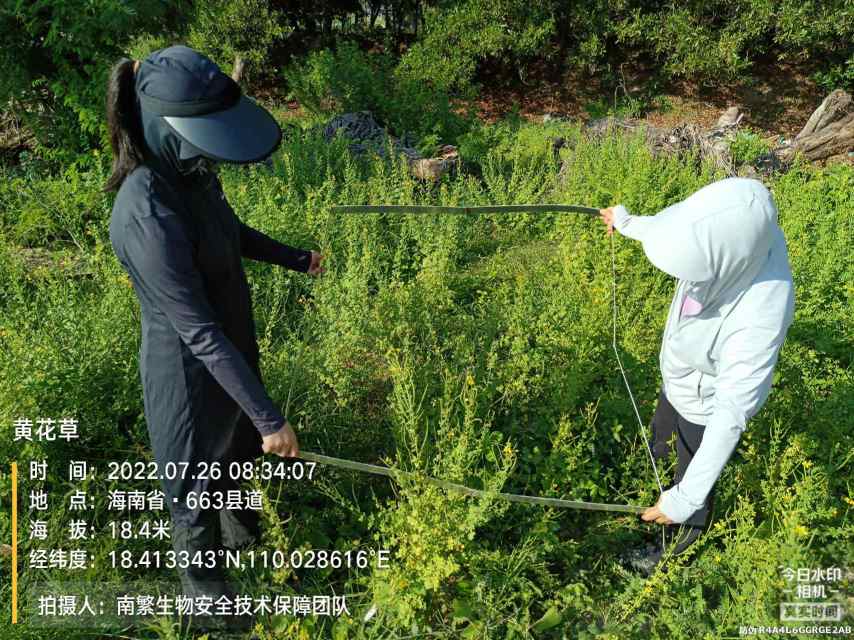 黄花草