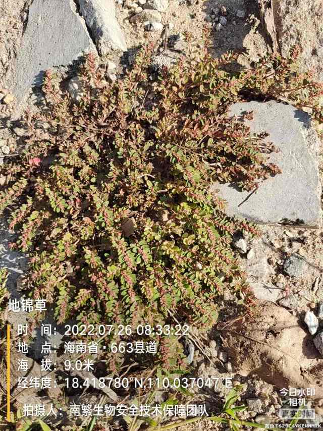 地锦草