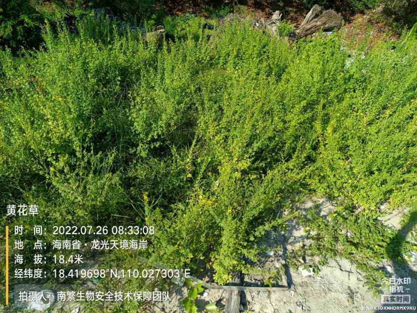 黄花草