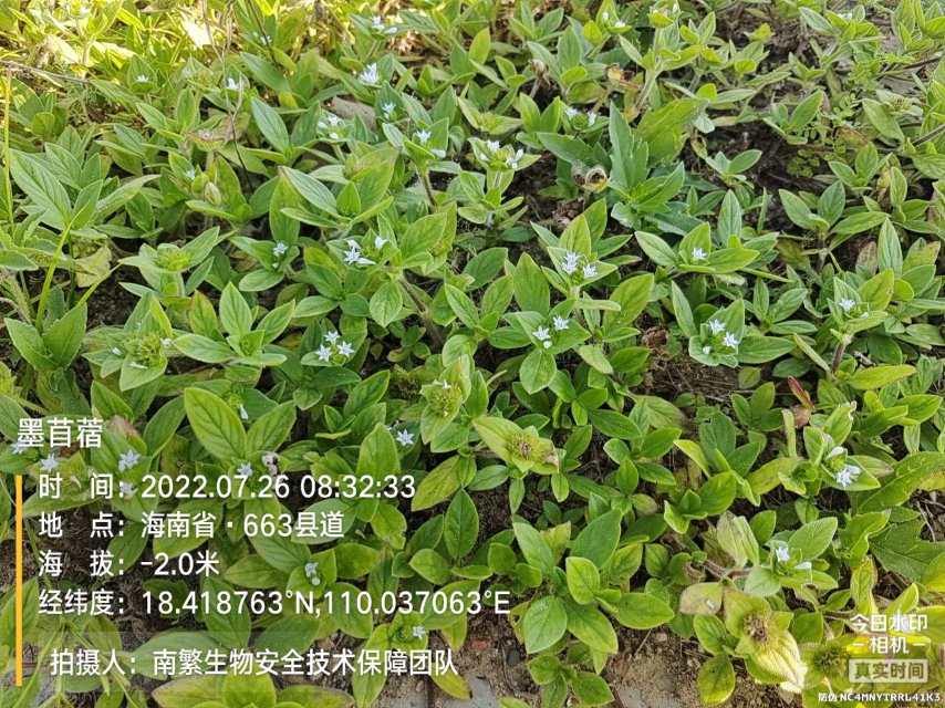 墨苜蓿