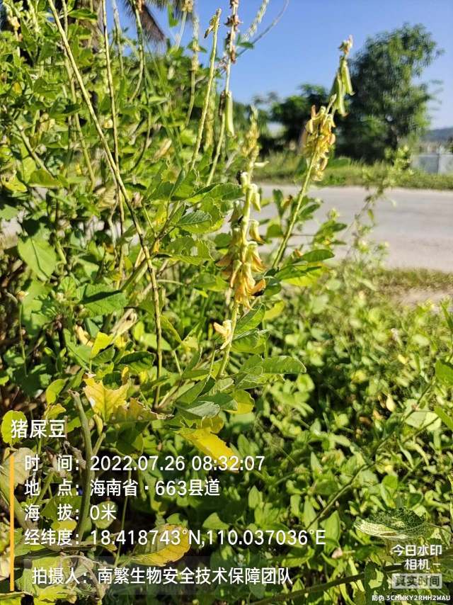 猪屎豆