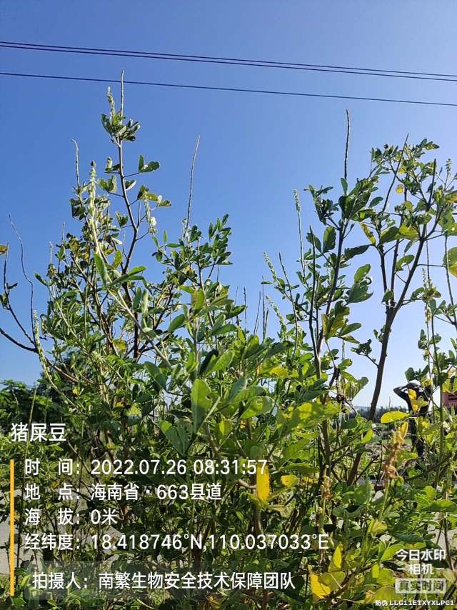 猪屎豆