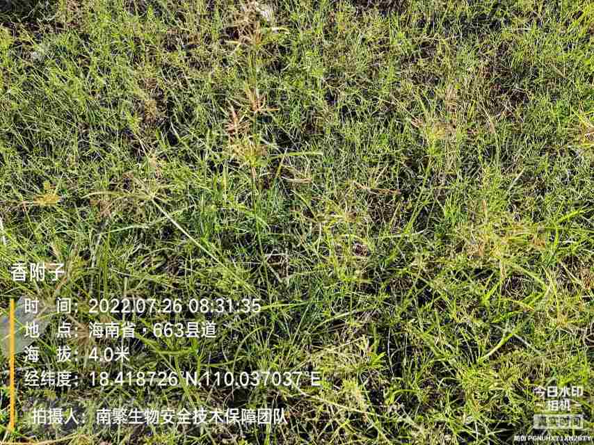香附子