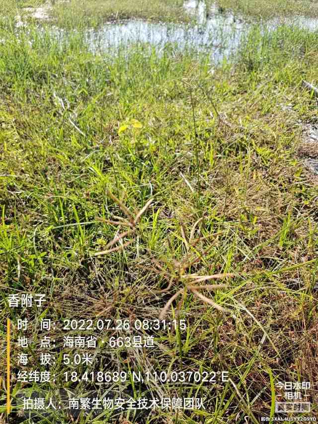香附子