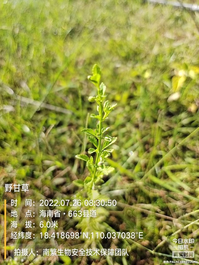 野甘草