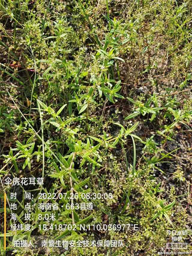 伞房花耳草