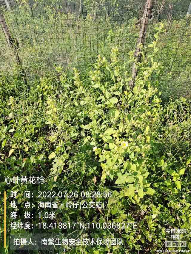 心叶黄花棯