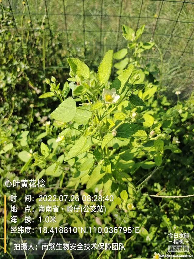 心叶黄花棯