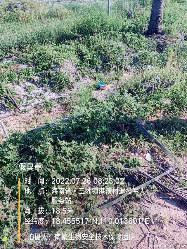 假臭草