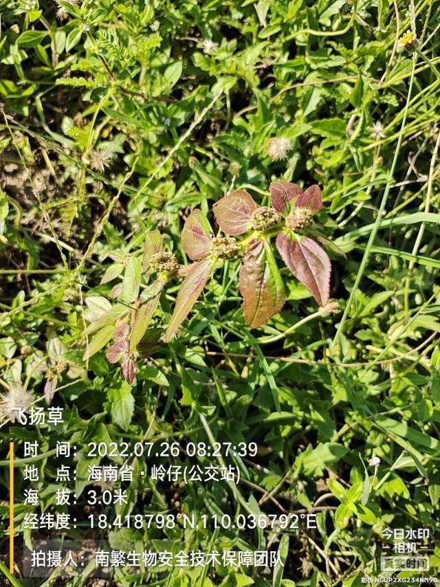 飞扬草