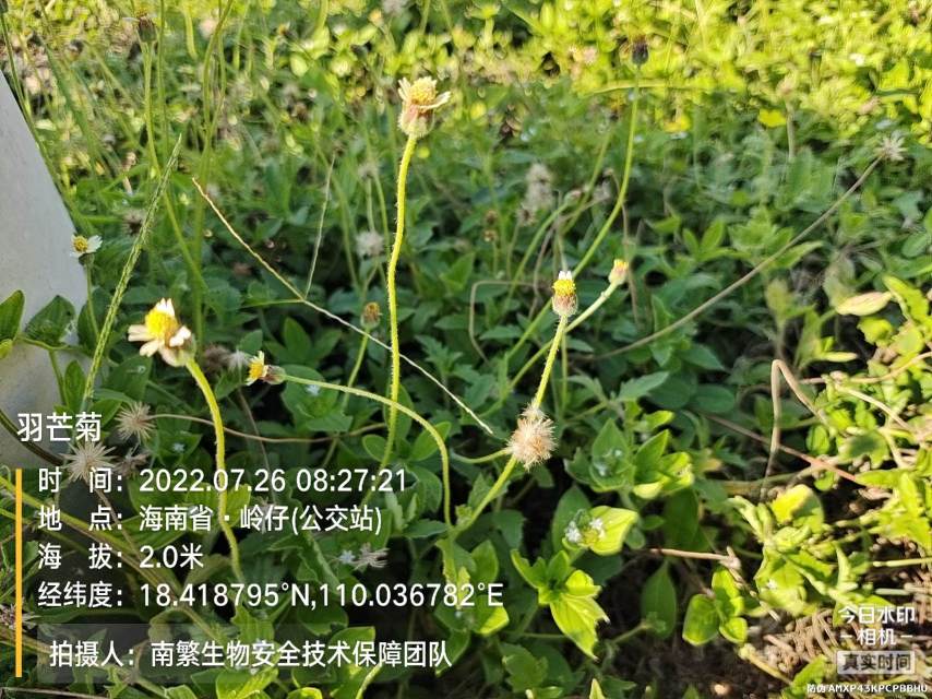羽芒菊