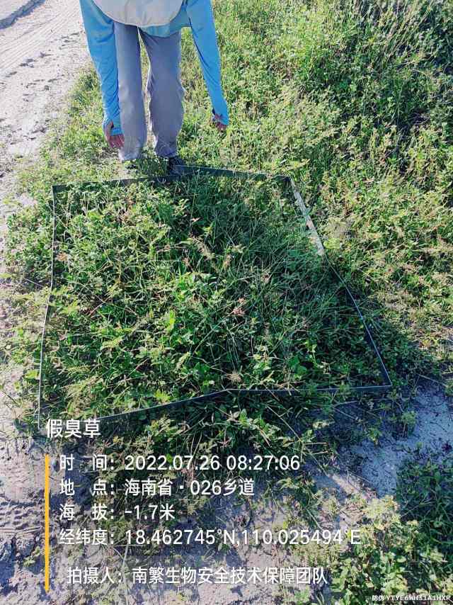 假臭草