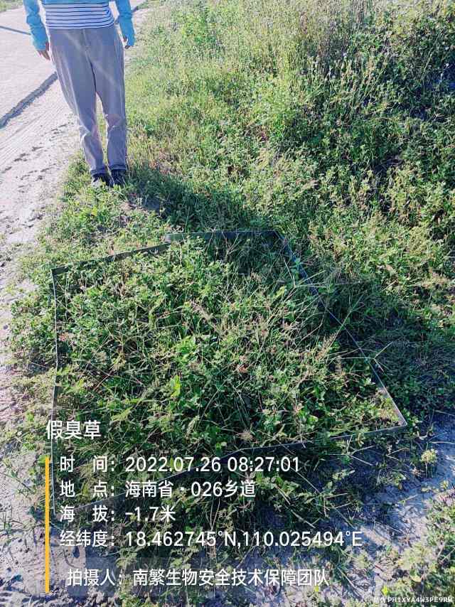 假臭草