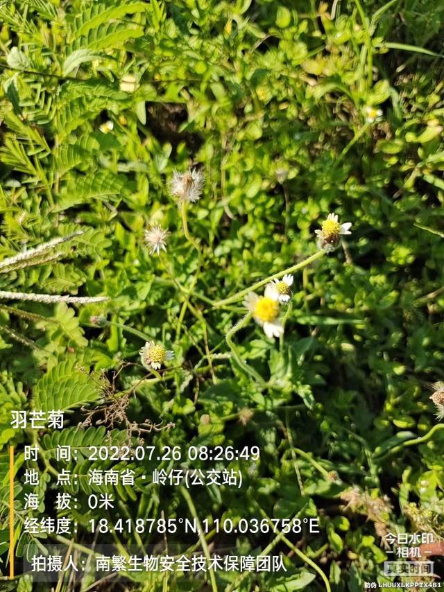 羽芒菊