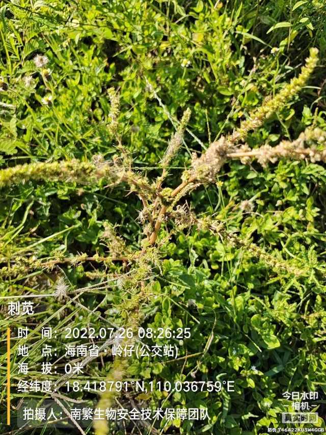刺苋