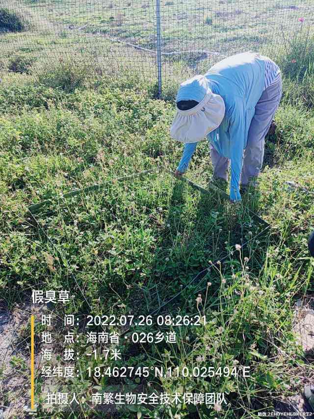 假臭草