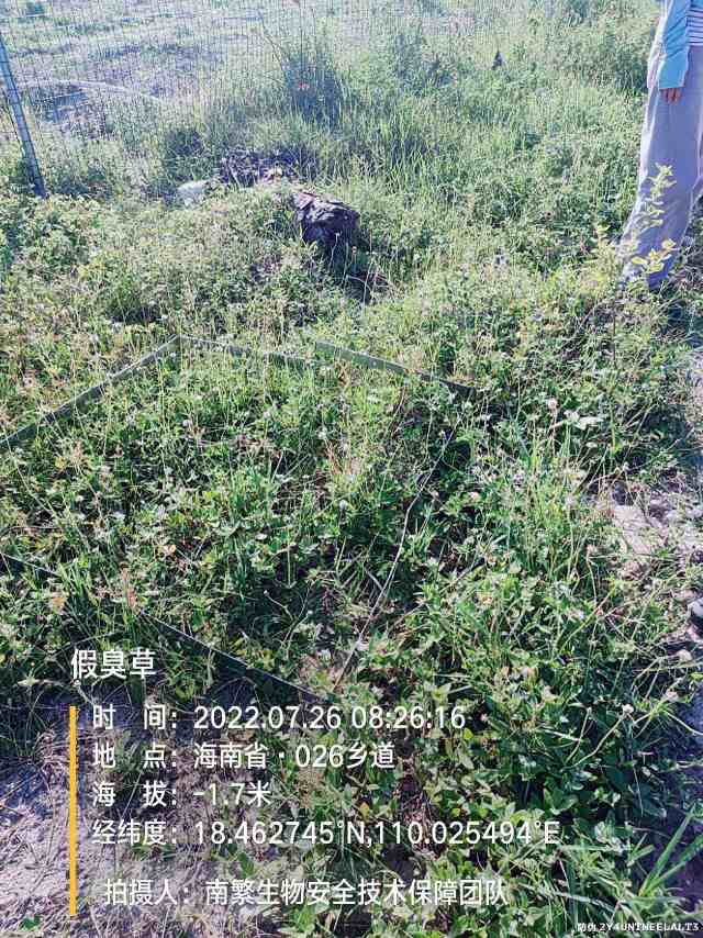 假臭草