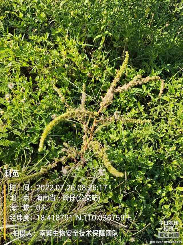 刺苋