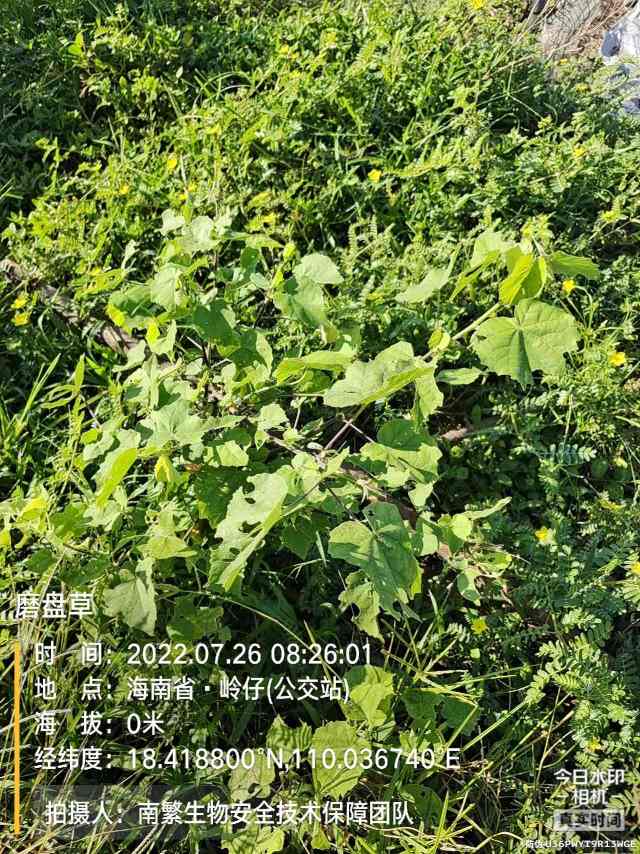 磨盘草