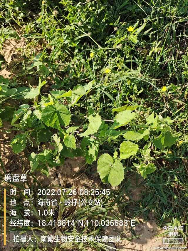 磨盘草