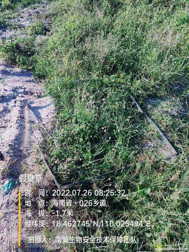 假臭草