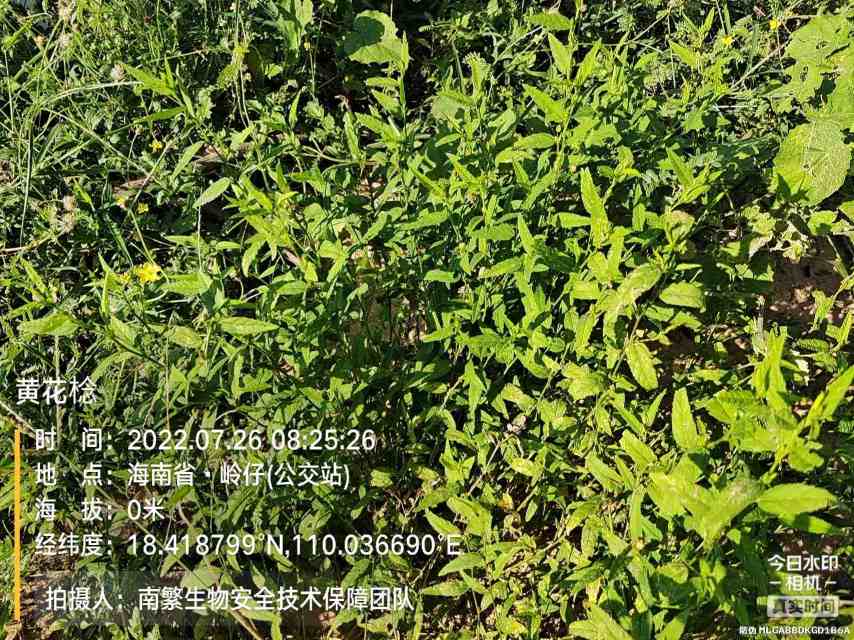 黄花棯