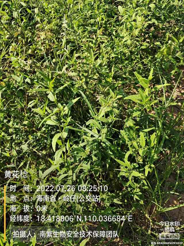 黄花棯