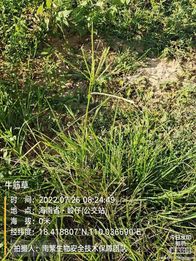 牛筋草