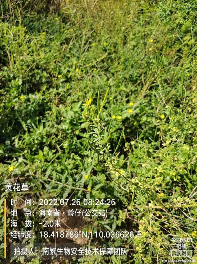 黄花草