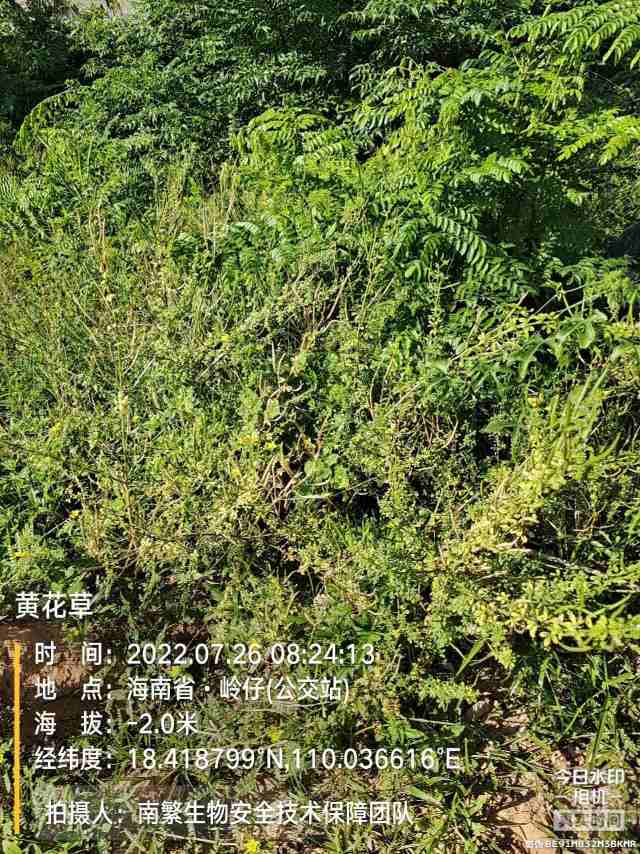 黄花草