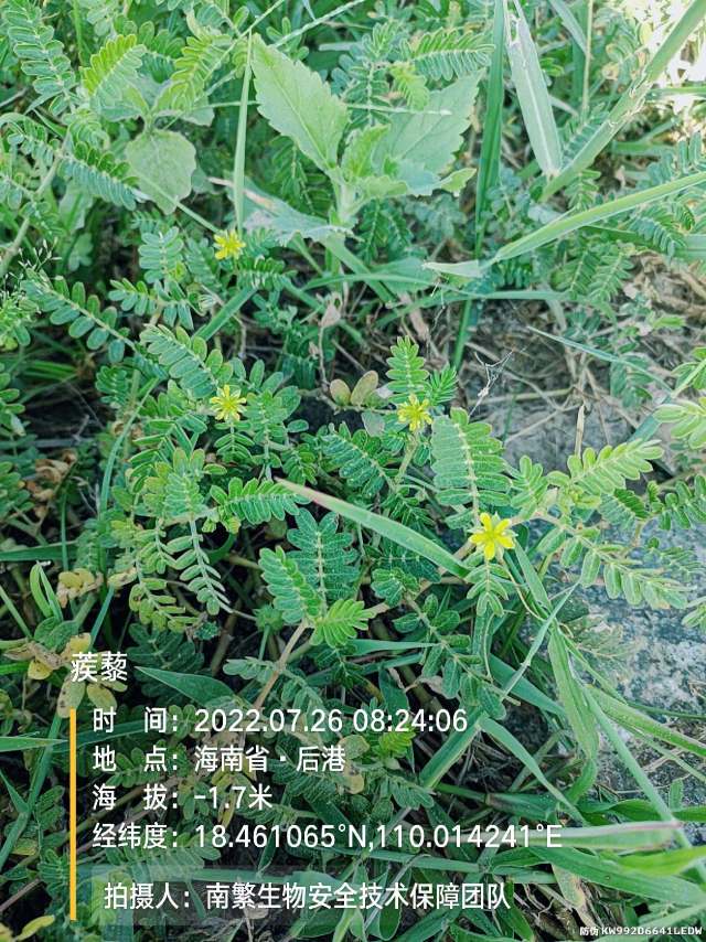 蒺藜
